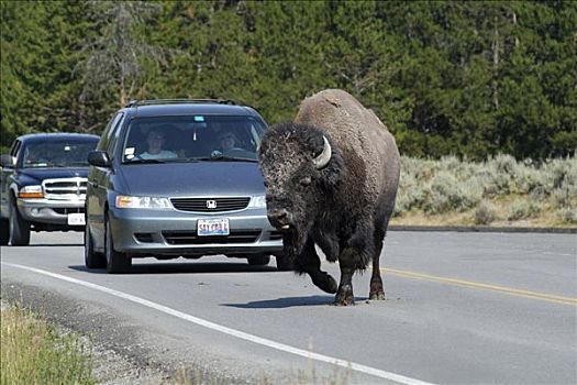 野牛,正面,等待,汽车,黄石国家公园,美国
