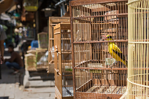 鸟,鹦鹉,市场,日惹,中爪哇,印度尼西亚