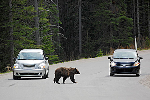大灰熊,棕熊,公路,班芙国家公园,艾伯塔省,加拿大