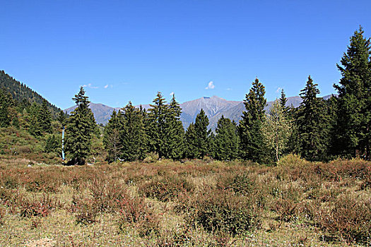 阿坝风光