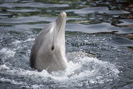 宽吻海豚,夏威夷