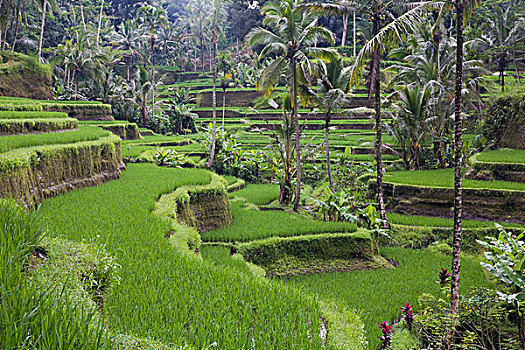 印度尼西亚,巴厘岛,阶梯状,灌溉,稻田