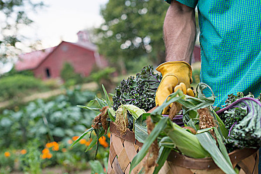 有机蔬菜,花园,农场,一个,男人,篮子,新鲜,收获,老玉米