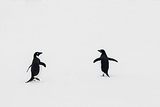 南极,两个,阿德利企鹅,海冰