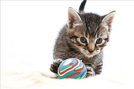 小猫,玩,橡胶,球,4星期大
