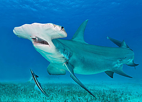 槌头双髻鲨,巴哈马,北美