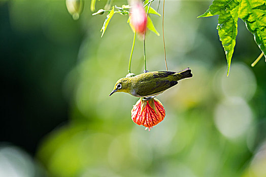 红花上吸蜜的小鸟,暗绿绣眼鸟
