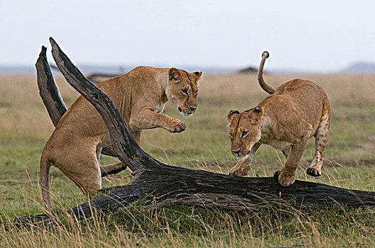 雌狮,玩,狮子,马赛马拉国家保护区,肯尼亚