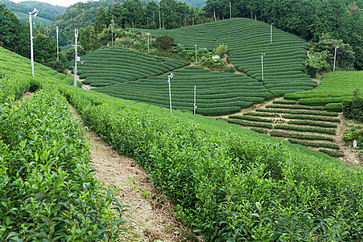 绿茶,地点