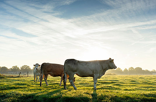 母牛,站立,地点,早晨,阳光,荷兰