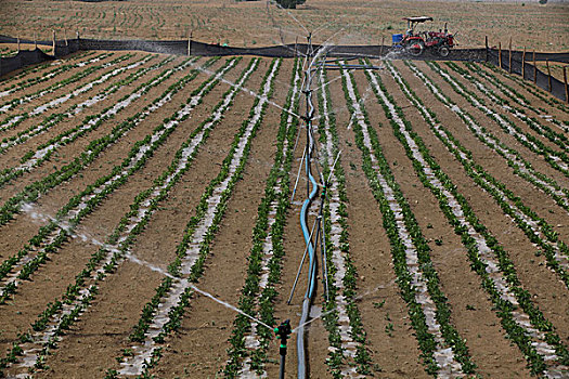 内蒙库不齐沙漠,亿利公司的农业
