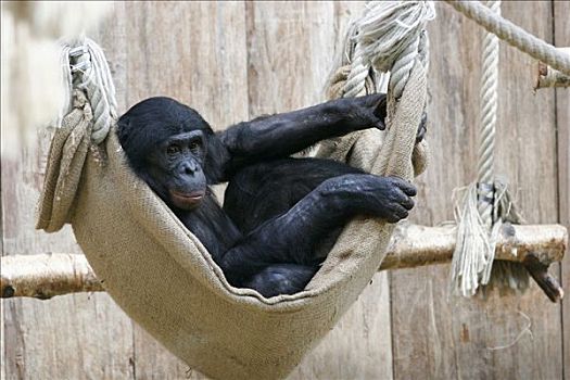 倭黑猩猩,吊床