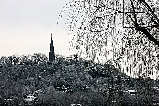 雪后的西湖柳枝