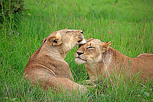 两个,雌狮,社会行为,萨比萨比酒店,克鲁格国家公园,南非,非洲