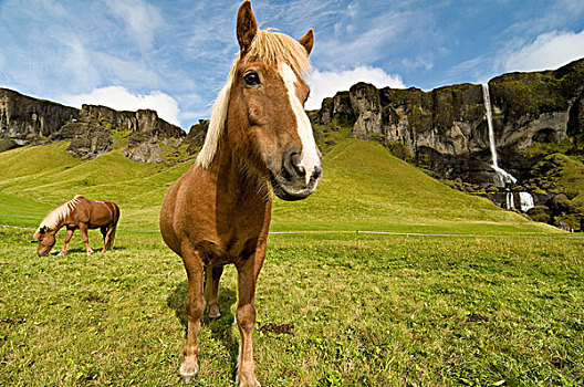 冰岛,马,瀑布,欧洲