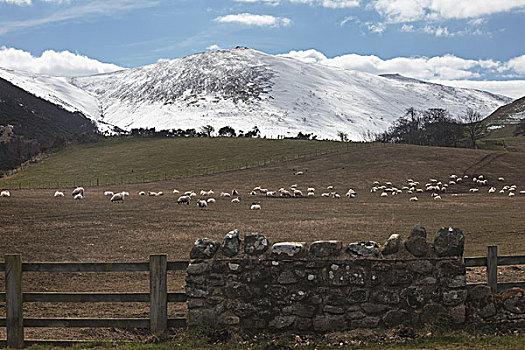 积雪,山,绵羊,放牧,草地,前景,诺森伯兰郡,英格兰