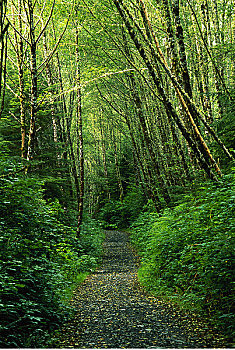 小路,桤木,树林,省立公园,温哥华岛,不列颠哥伦比亚省,加拿大