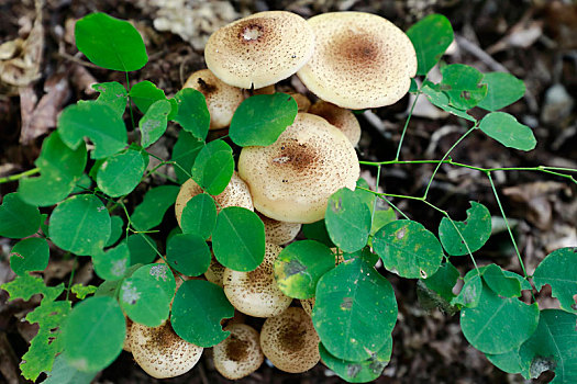 野生蘑菇图片_野生蘑菇图片大全_野生蘑菇图片下载
