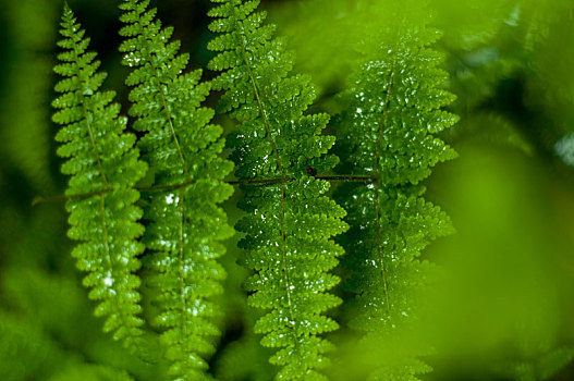 雨后的蕨类植物