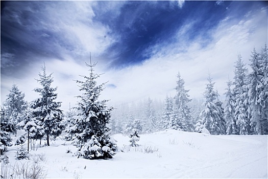 冬季风景,雪,冷杉