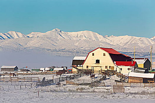 积雪,农场,院子,红色,屋顶,谷仓,牛,畜栏,雾,山,蓝天,背景,艾伯塔省,加拿大