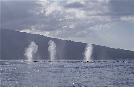 驼背鲸,大翅鲸属,鲸鱼,多,毛伊岛,夏威夷