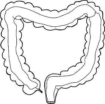 大,肠胃,室内,轮廓
