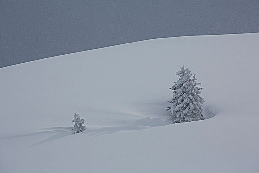 雪,树,山坡,区域,山,巴伐利亚阿尔卑斯山,巴伐利亚,德国
