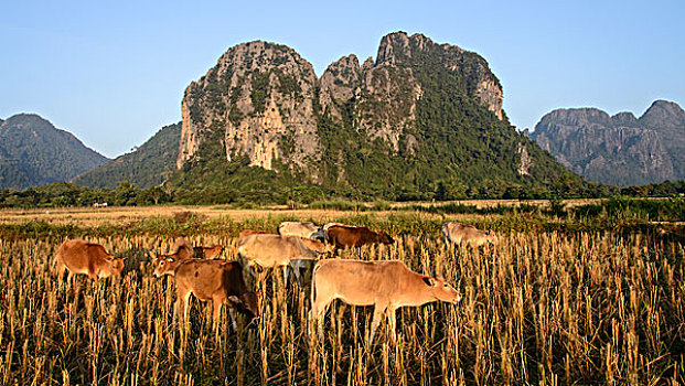 老挝,万荣,母牛,正面,石灰岩,日出,大幅,尺寸