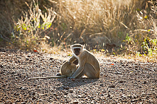 非洲,长尾黑颚猴,幼仔,莫西奥图尼亚国家公园,赞比亚