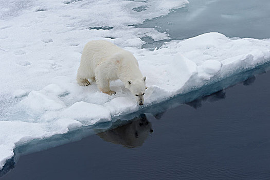 北极熊,雌性,边缘,浮冰,斯瓦尔巴群岛,巴伦支海,海洋,北极,挪威,欧洲