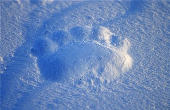 北极熊,爪印,雪中