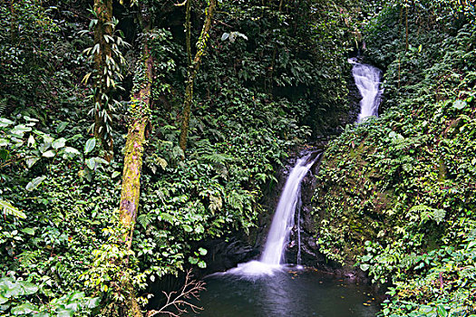 小,瀑布,雾林,自然保护区,阿拉胡埃拉,省,哥斯达黎加,北美