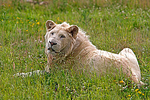 白色,狮子,卧,草地