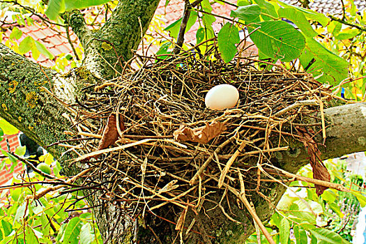 斑尾林鸽,一个,鸡蛋,鸟窝,枝头,普通,胡桃,树,花园,英格兰,英国,欧洲
