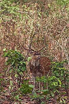 杜鹿,国家公园,印度