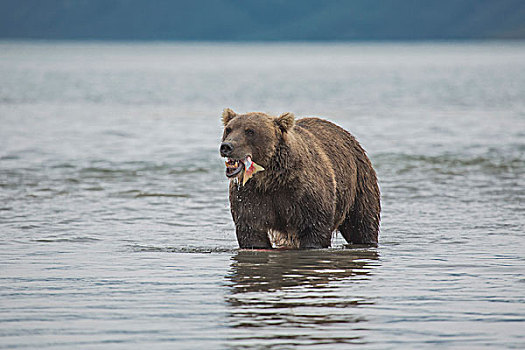 棕熊,吃,三文鱼,湖,堪察加半岛,半岛,俄罗斯