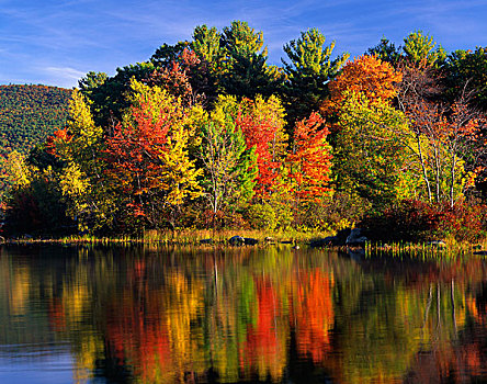 美国,新罕布什尔,树,彩色,反射,湖