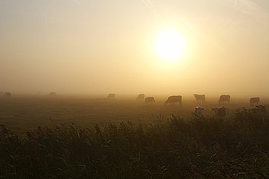英格兰,诺福克,牛,模糊,湿地,仰视,日出