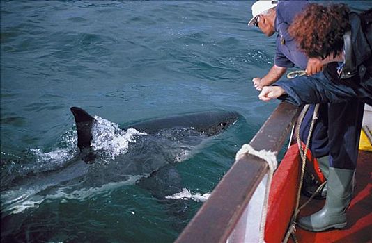 鱼,大白鲨,海洋,岛屿,南非,海洋动物,动物