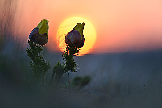 假的,菟葵,日出,图林根州,德国,欧洲