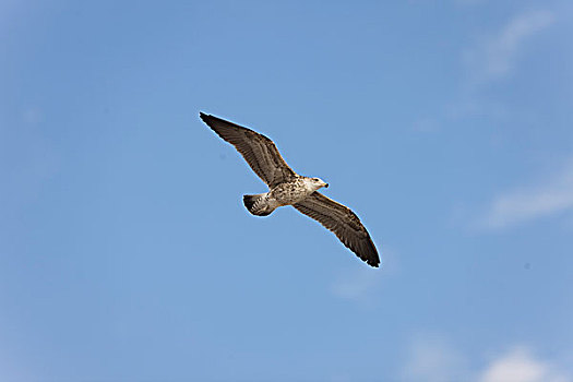 海鸥,幼小,飞行,帕拉加斯,国家公园,秘鲁