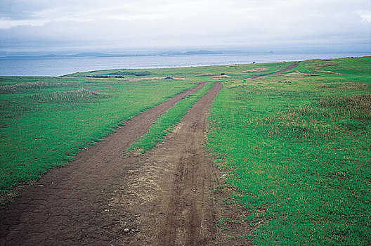 草,小路