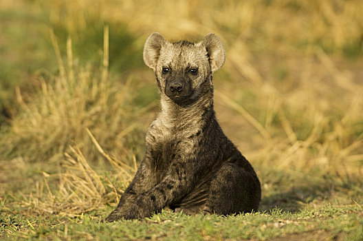 鬣狗,幼兽,马赛马拉,肯尼亚,非洲