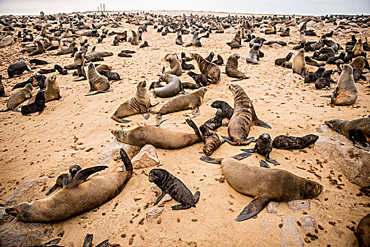 岬角,毛皮,海豹,鳍足动物,自然保护区,骷髅海岸,克罗斯角,纳米比亚
