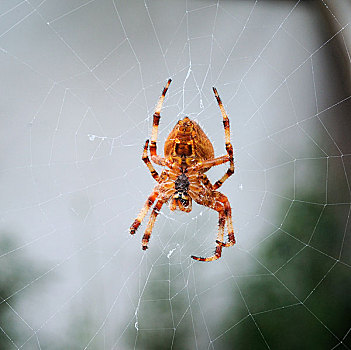 普通,园蛛,蜘蛛网