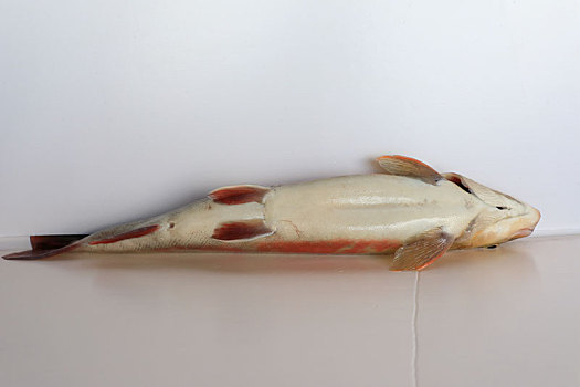 细鳞鱼标本