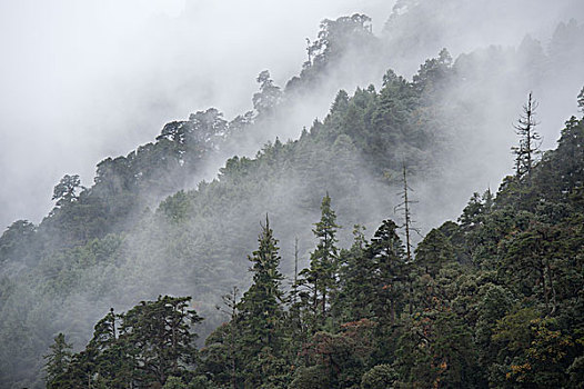 雾,上方,树林,地区,不丹