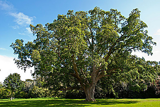 栓皮栎,树