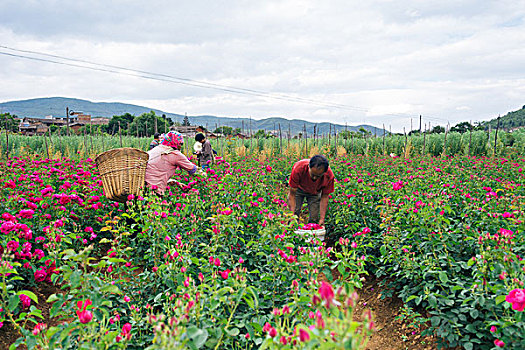 云南食用玫瑰花基地